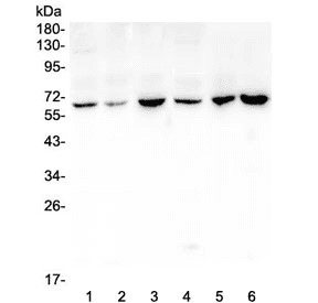 CD1B Antibody