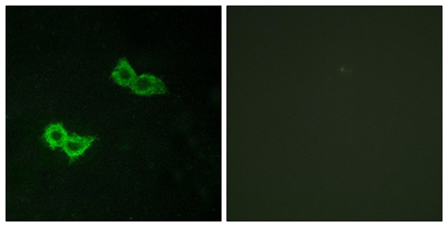 GPR150 Antibody