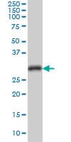 CDK1 / CDC2 Antibody (clone 8F1)