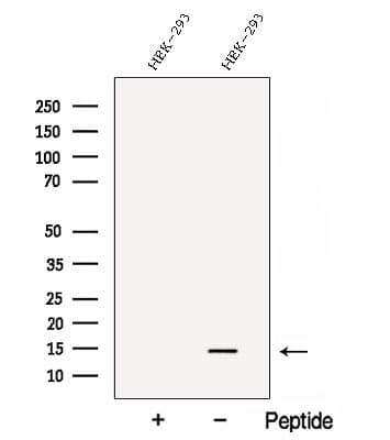 C1orf31 Antibody