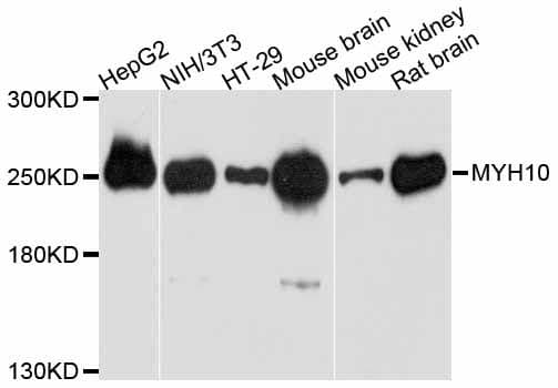 MYH10 Antibody