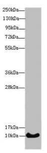 HIST1H4I Antibody