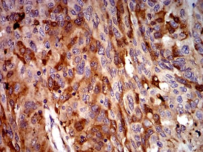 Monoclonal Mouse anti-Human Complement C3 Antibody (clone 8B5H2, IHC, WB)
