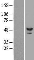 TUBAL3 Protein (Over-Expression Lysate Myc-DDK (Flag))