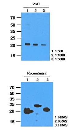 IHC-plus™ Monoclonal Mouse anti-Human NRAS / N-ras Antibody (clone AT2G9, IHC, WB)