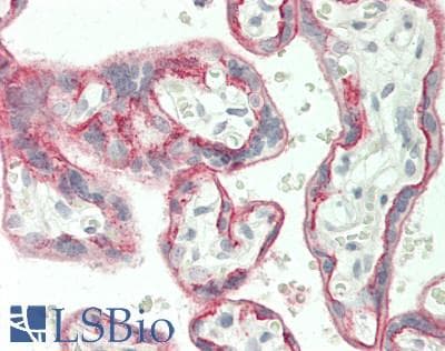 IHC-plus™ Basigin / Emmprin / CD147 Antibody (clone 5D8)