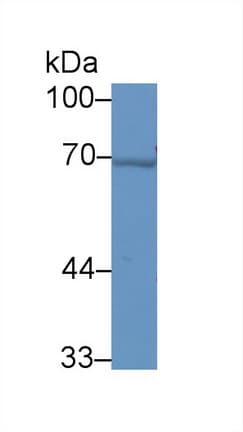 HSPA1A Antibody (aa1-641)