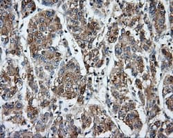 CYP1A2 Antibody (clone OTI1H3)