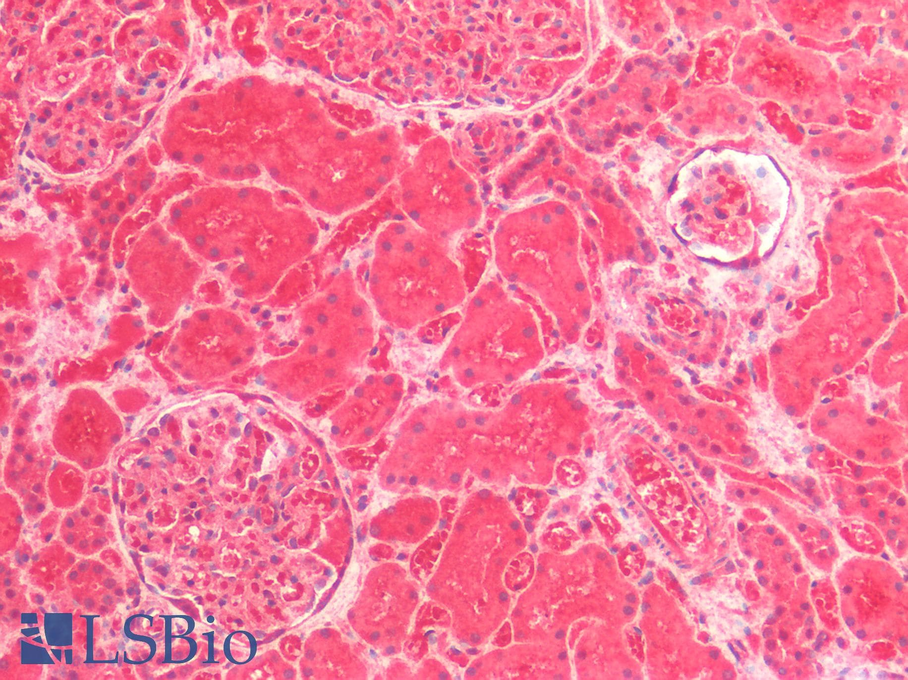 PathPlus™ DOCK5 Antibody (aa350-400)