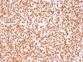 POU2F2 / OCT2 Antibody (clone OCT2/2137, Azide-free, BSA-free)
