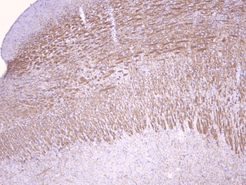 Polyclonal Rabbit anti-Human MOG Antibody (IHC, WB)