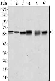 IHC-plus™ AKT2 Antibody (clone 1B6)