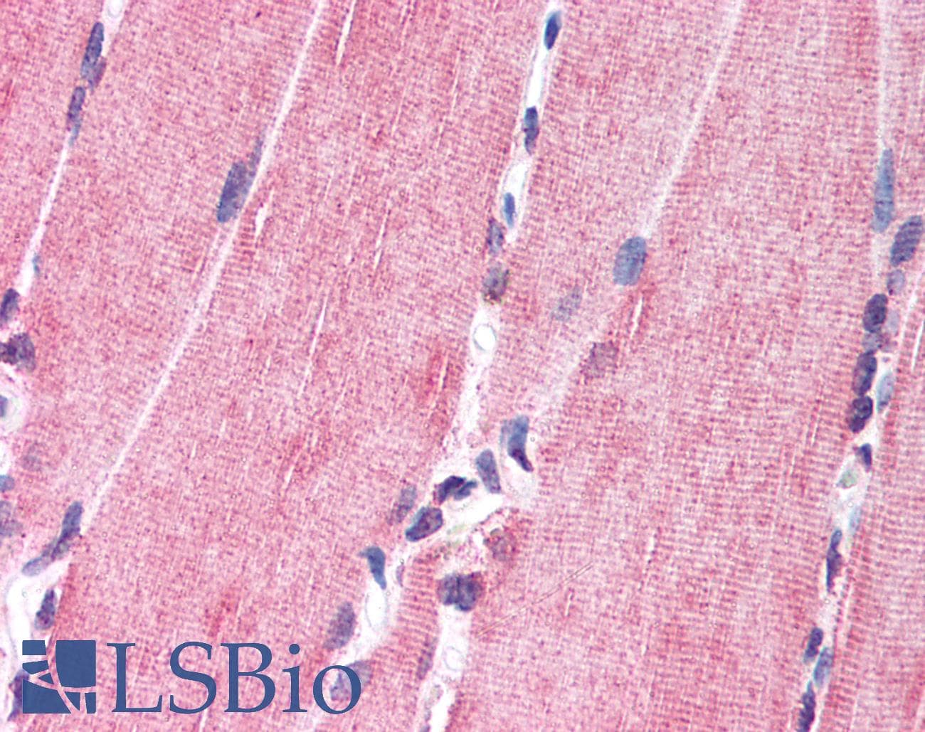IHC-plus™ NRG1 / Heregulin / Neuregulin Antibody (N-Terminus)
