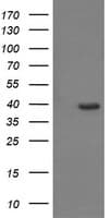 CDC123 Antibody (clone OTI1F8, Carrier-free)