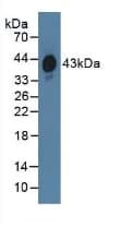 HPR Antibody (aa70-332, APC)