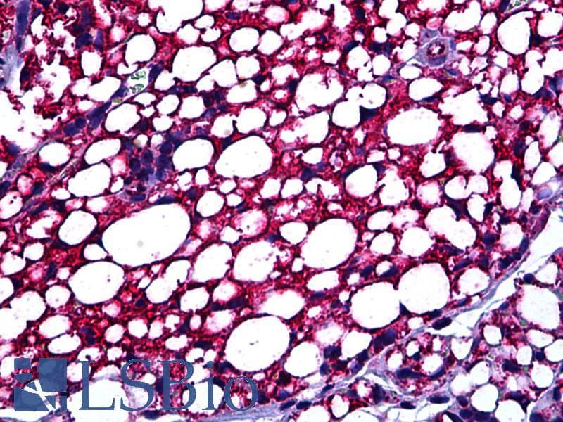 IHC-plus™ Polyclonal Goat anti-Mouse TSPO / PBR Antibody (aa156-169, IHC, IF, WB)