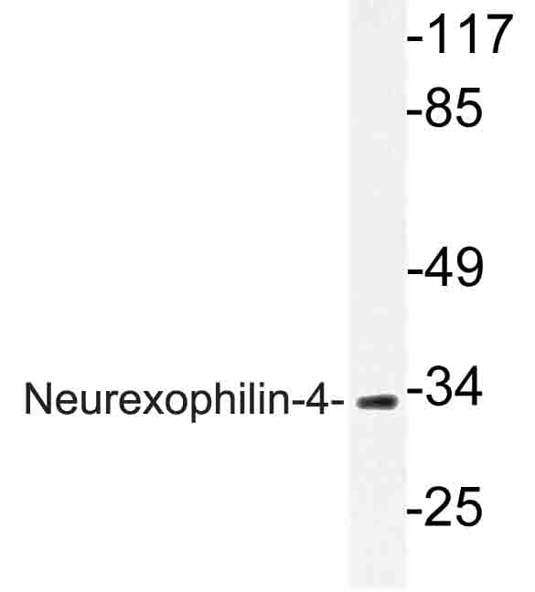 NXPH4 Antibody (Pro248)