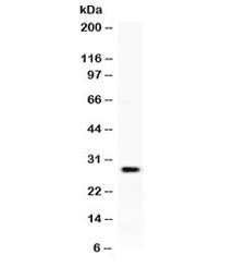 KLK8 / Kallikrein 8 Antibody