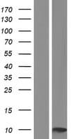 SERF1A / SERF1 Protein (Over-Expression Lysate Myc-DDK (Flag))