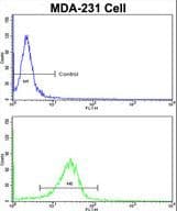 DLGAP1 Antibody (aa162-190)