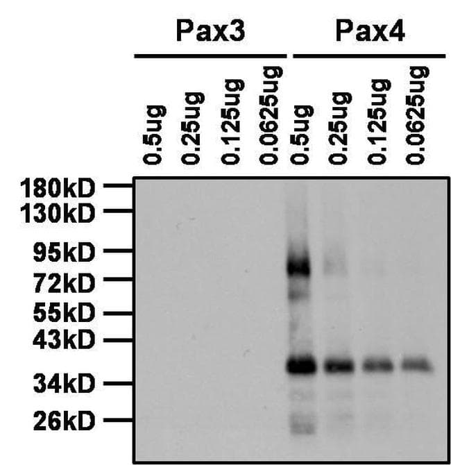 Goat Anti-Rabbit IgG Secondary Antibody (HRP)
