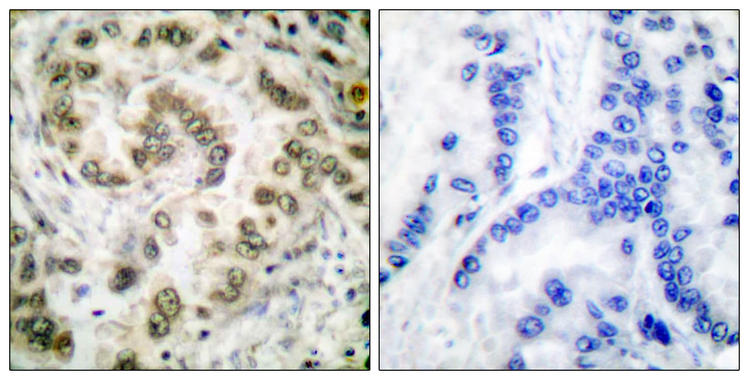 E2F4 Antibody (Internal)