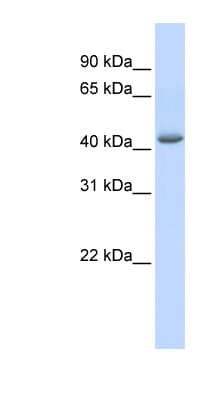 Polyclonal Rabbit anti-Human GABPB1 Antibody (aa324-373, WB)