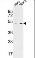 HAUS4 Antibody (aa288-316)