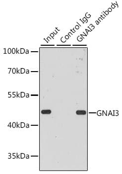 Polyclonal Rabbit anti-Human GNAI3 Antibody (WB)