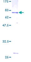 Human TUBB2B / Tubulin Beta 2B Protein (Recombinant GST)