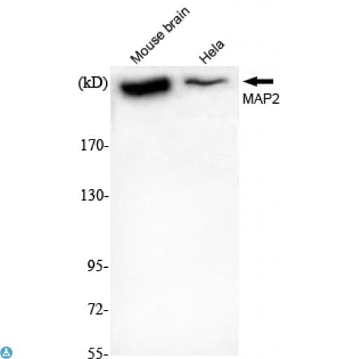 MAP2 Antibody