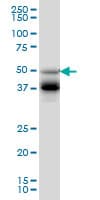 FOXA2 Antibody (clone 4C5)