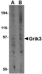 Polyclonal Rabbit anti-Human GRIK3 / GLUR7 Antibody (WB)