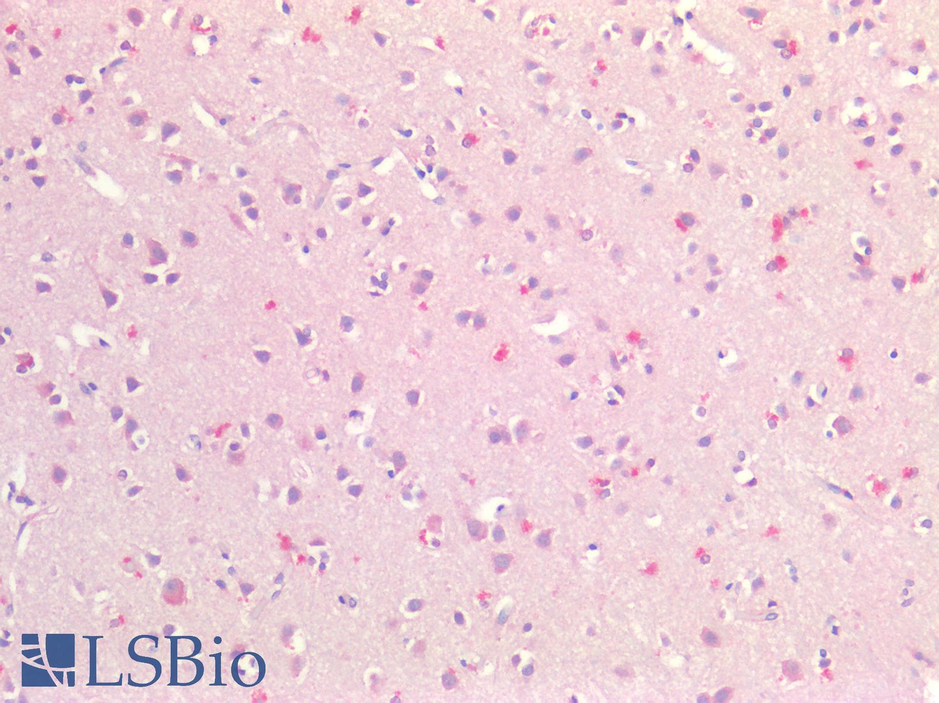 IHC-plus™ FABP7 / BLBP / MRG Antibody