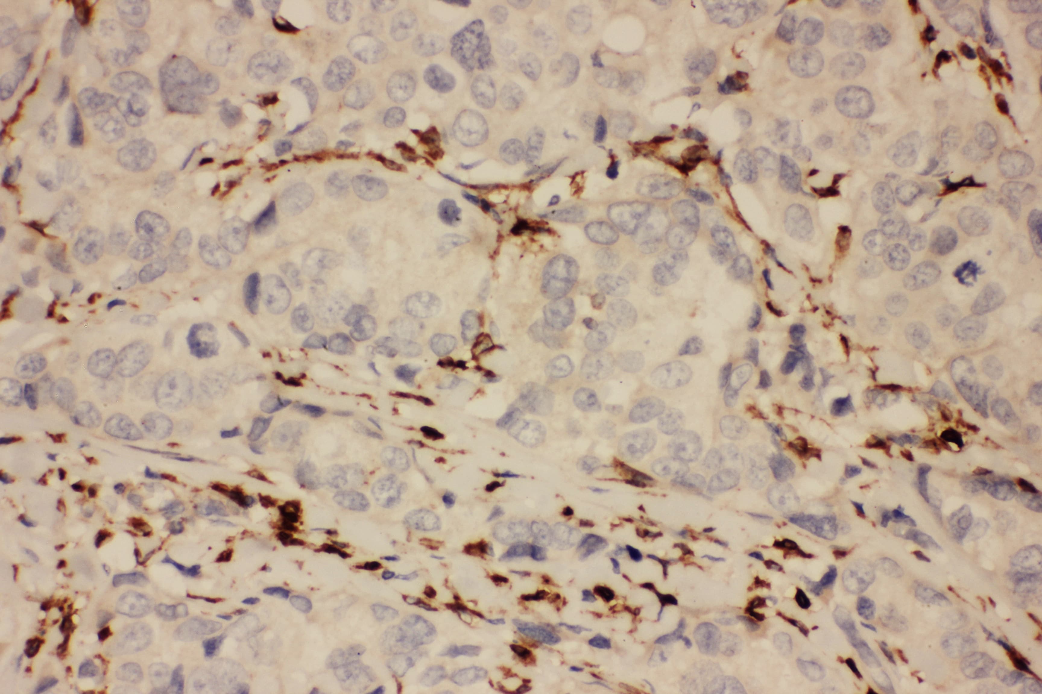 PTGS1 / COX-1 Antibody (aa318-599)