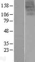 UTS2R / GPR14 Protein (Over-Expression Lysate Myc-DDK (Flag))
