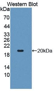 CD95 / FAS Antibody (aa26-173)