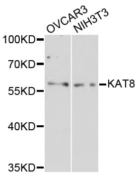 MYST1 Antibody (aa120-480)
