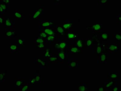 HIST1H2AI Antibody