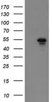 GORAB / SCYL1BP1 Antibody (aa35-394, clone OTI2H6)