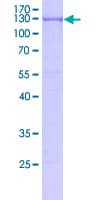 Human FAM40A Protein (Recombinant GST)