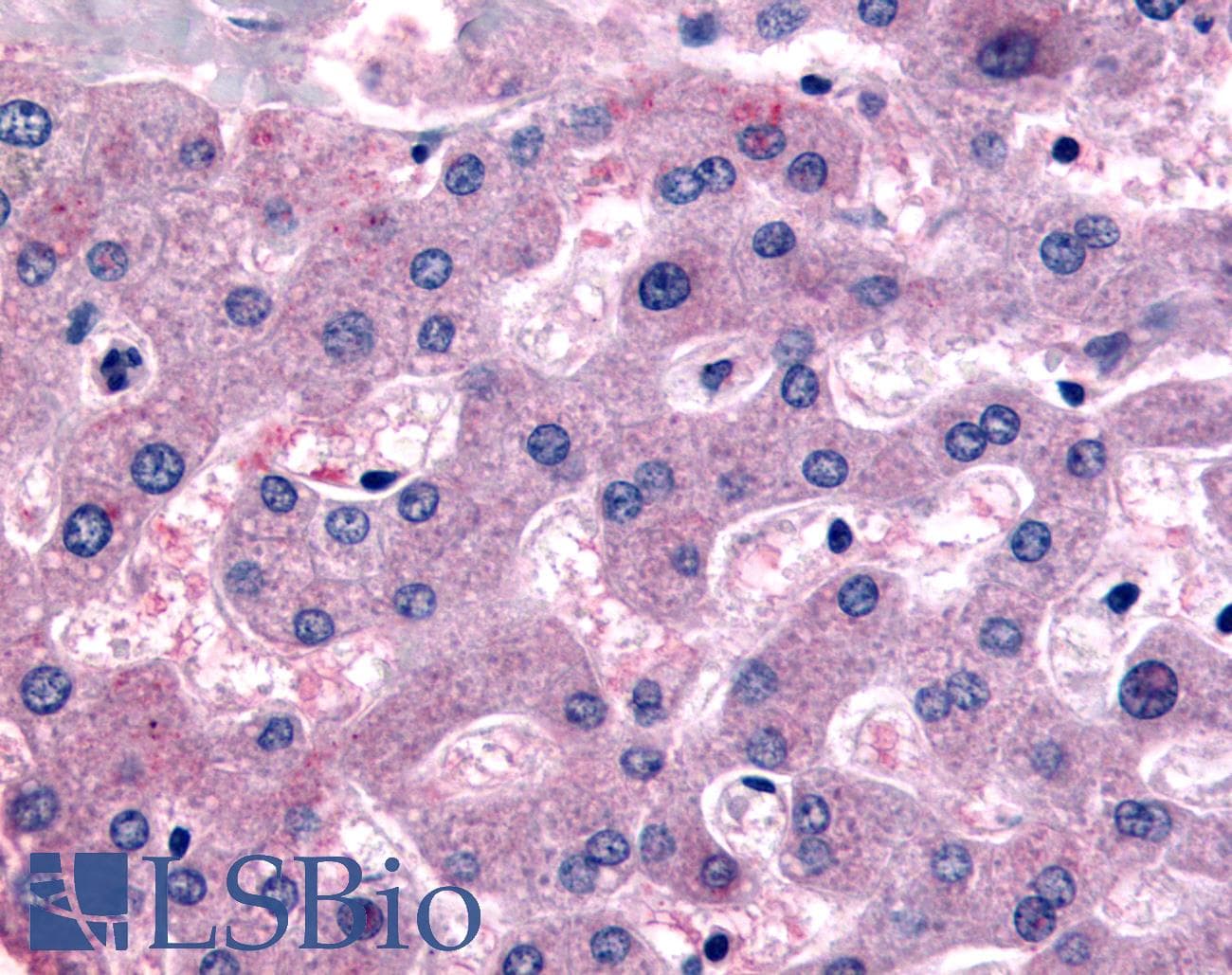 IHC-plus™ DPP9 Antibody (Internal)