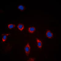 CD157 Antibody (Internal)