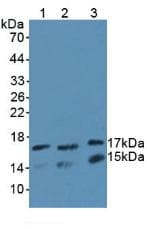 UBE2L3 / UBCH7 Antibody (aa4-154, PE)