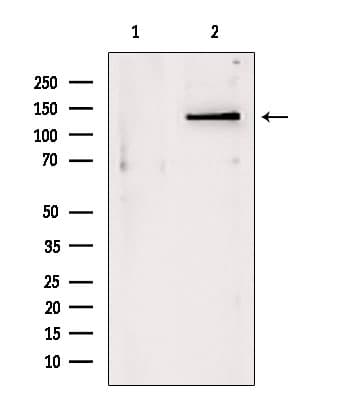 DHX9 Antibody