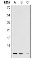 Histone H4 Antibody (Acetyl-Lys12)