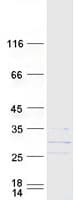 Human GADD45GIP1 / CRIF1 Protein (Recombinant Myc-DDK (Flag))