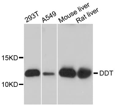 Polyclonal Rabbit anti-Human DDT / Dopamine Tautomerase Antibody (WB)