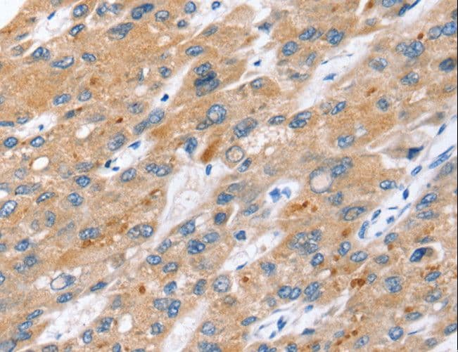ERVWE1 / HERV / Syncytin Antibody (aa500-514)