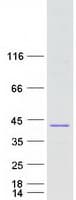 Human C8orf74 Protein (Recombinant Myc-DDK (Flag))